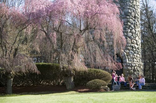 The Regis College campus